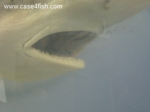 Foto Galerie/Carcharhiniformes/Galeorhinus galeus/Galeorhinus galeus_06_S.jpg